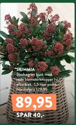 Plantorama SKIMMIA tilbud