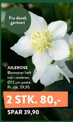 Plantorama JULEROSE tilbud
