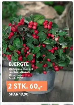 Plantorama BJERGTE tilbud