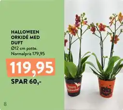 Plantorama HALLOWEEN ORKIDÉ MED DUFT tilbud