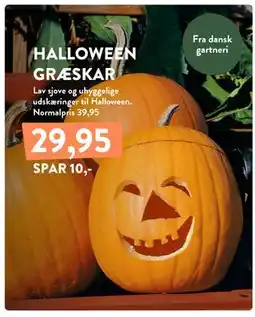 Plantorama HALLOWEEN GRÆSKAR tilbud