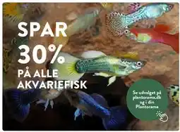 Plantorama SPAR 30% PÅ ALLE AKVARIEFISK tilbud