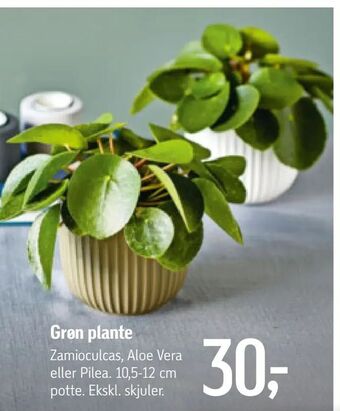 Grøn plante