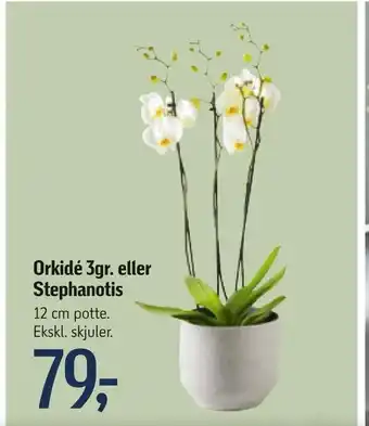 Føtex Orkidé 3gr. eller Stephanotis tilbud