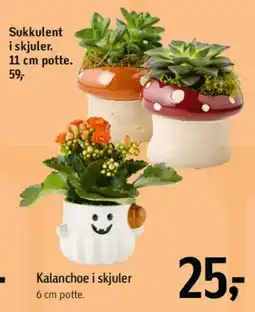 Føtex Sukkulent i skjuler / Kalanchoe i skjuler tilbud