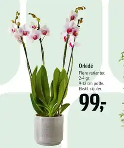 Føtex Orkidé tilbud