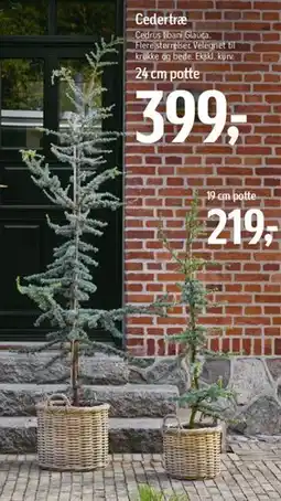 Føtex Cedertræ tilbud