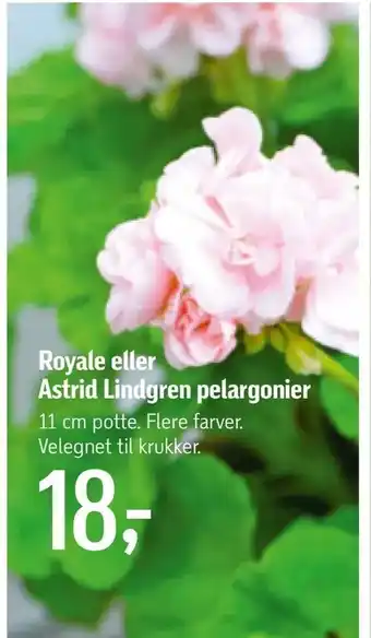Royale eller Astrid Lindgren pelargonier