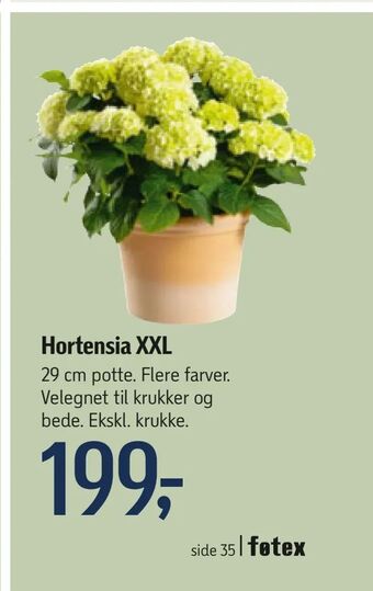 Føtex Hortensia XXL tilbud