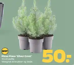 Netto Pinus Pinea 'Silver Crest' (15 cm potte) tilbud
