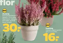Netto Stuelyng / Erica gracilis 'Beauty Queens' (12 cm potte) tilbud