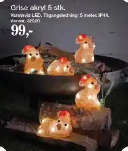Harald Nyborg Grise akryl tilbud
