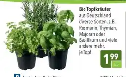 Citti Bio Topfkräuter tilbud
