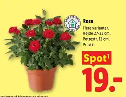 Lidl Rose tilbud