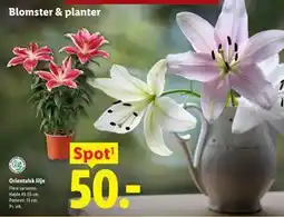 Lidl Orientalsk lilje tilbud