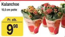 ABC Lavpris Kalanchoe tilbud