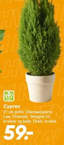 Bilka Cypres tilbud