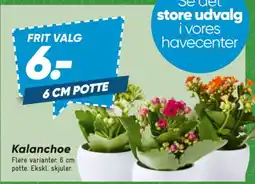 Bilka Kalanchoe tilbud