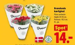 Lidl Queen Brændende kærlighed tilbud