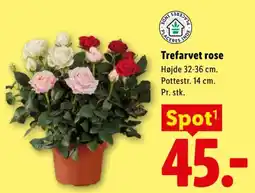 Lidl Trefarvet rose tilbud