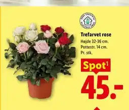 Lidl Trefarvet rose tilbud