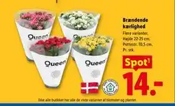 Lidl Brændende kærlighed tilbud