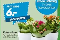 Bilka Kalanchoe tilbud