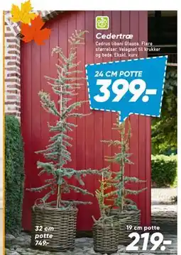 Bilka Cedertræ tilbud