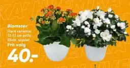 Bilka Blomster tilbud