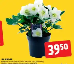 jem & fix JULEROSE tilbud