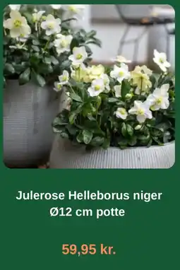 Plantorama Julerose Helleborus niger tilbud