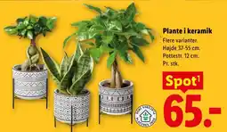 Lidl Plante i keramik tilbud
