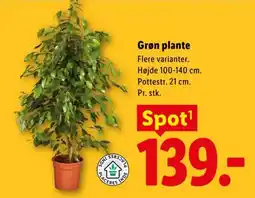 Lidl Grøn plante tilbud