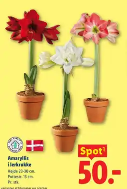 Lidl Amaryllis i lerkrukke tilbud