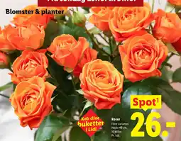 Lidl Roser tilbud