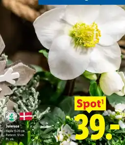 Lidl Julerose tilbud