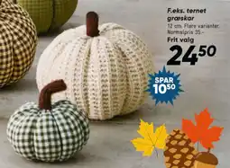 Bilka F.eks. ternet græskar tilbud