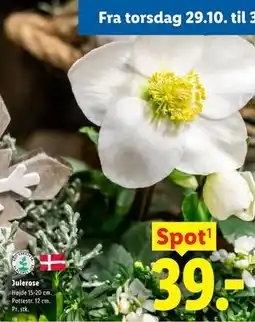 Lidl Julerose tilbud
