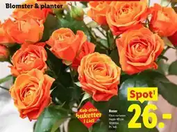 Lidl Roser tilbud