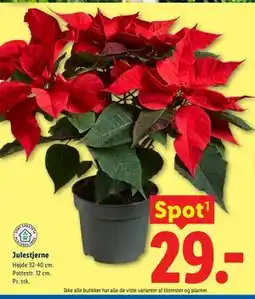 Lidl Julestjerne tilbud