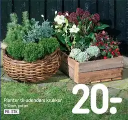 REMA 1000 Planter til udendørs krukker tilbud