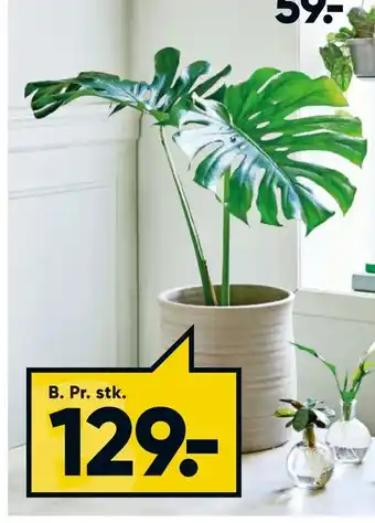 Bilka Monstera 19 cm potte tilbud