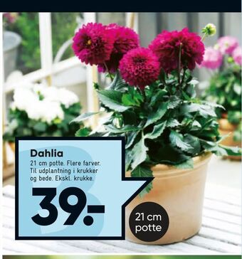 Dahlia