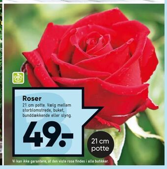 Bilka Roser tilbud