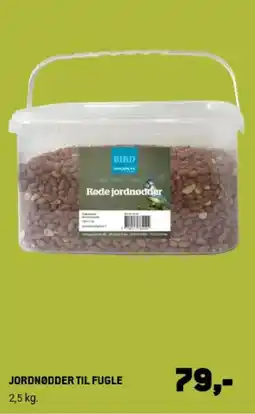 XL-BYG Bird Røde jordnødder tilbud