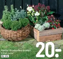 REMA 1000 Planter til udendørs krukker tilbud