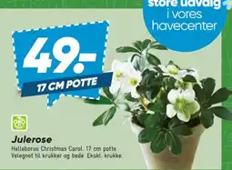 Bilka Julerose tilbud