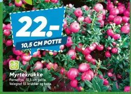Bilka Myrtekrukke tilbud