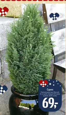 Føtex Cypres tilbud