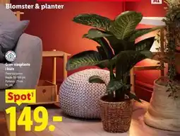 Lidl Grøn stueplante i kurv tilbud